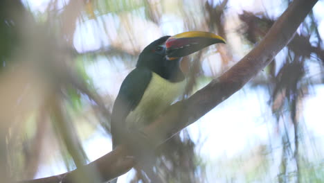 Tukan-Auf-Einem-Ast-Im-Zoo-Von-Französisch-Guayana-(Ramphastos-Toco)